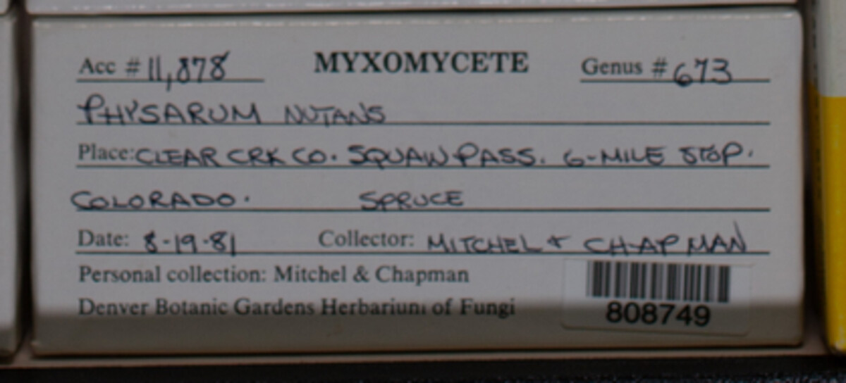 Physarum nutans image